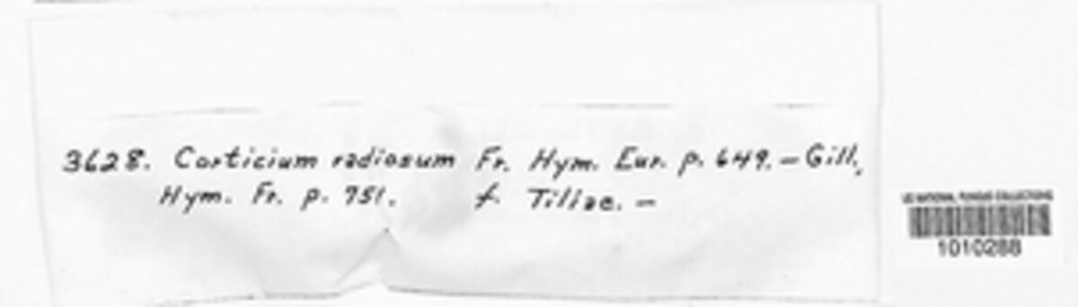 Corticium radiosum image